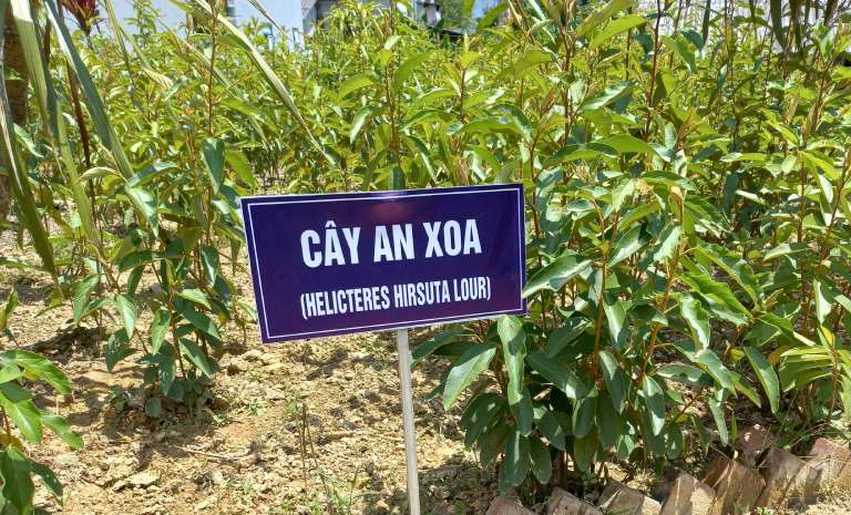 Vườn dược liệu của Trung tâm Vietfarm tại Bắc Kạn thành công nuôi trồng nhiều cây thuốc quý hiếm