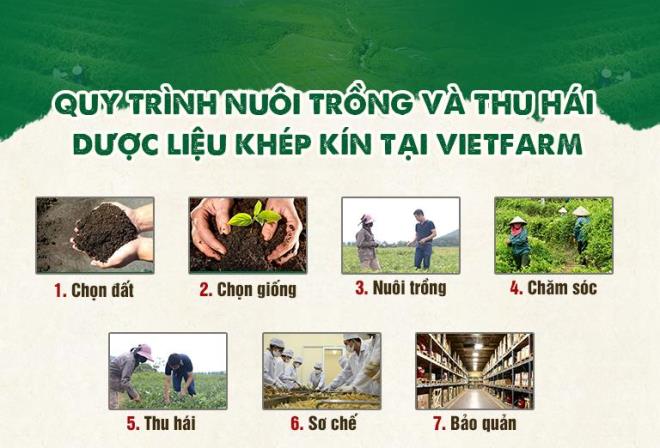 Dược liệu tại Trung tâm Vietfarm được nuôi trong theo quy trình chuẩn hóa được nghiên cứu bởi chuyên gia 